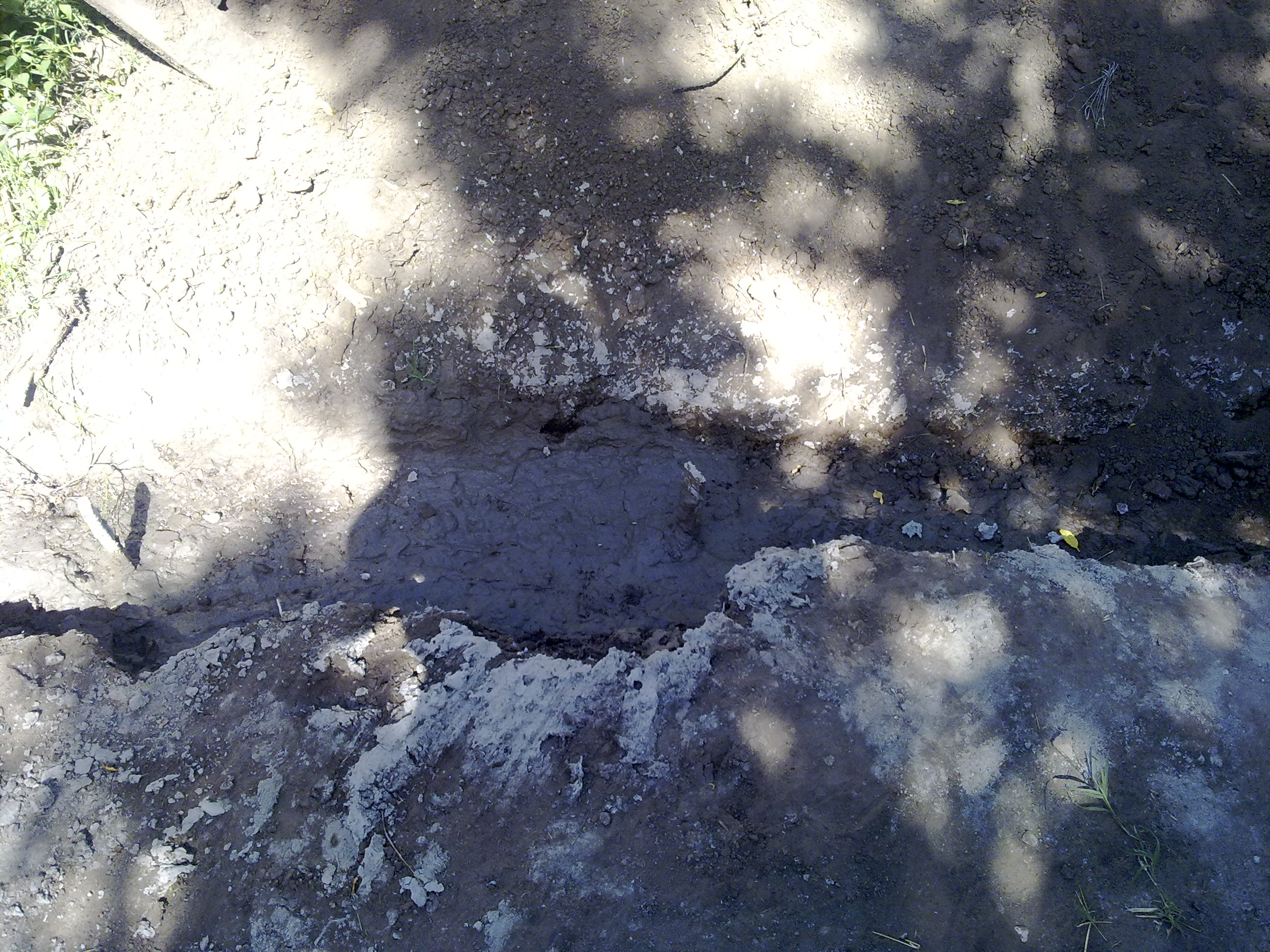 fotos/2010-03-14 - Simientos en la chiquilo/14032010235.jpg